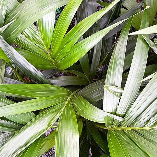 150 - 170cm Kentia Palm Howea Forsteriana 24cm Pot House Plant