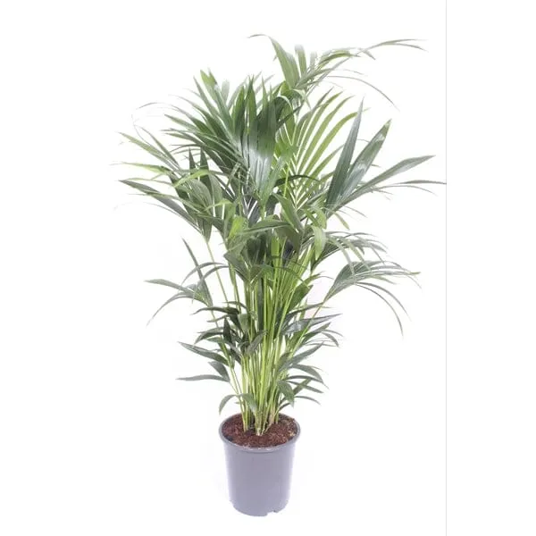 150 - 170cm Kentia Palm Howea Forsteriana 24cm Pot House Plant