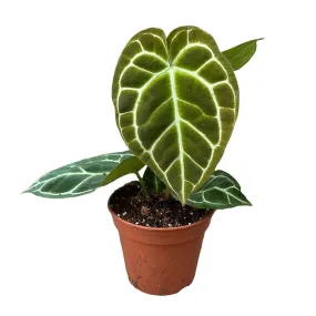 30 cm  Anthurium Crystallinum House Plant 14 cm Pot